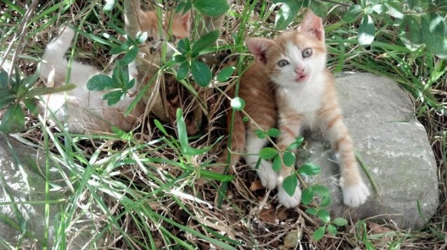 今年联盟三分命中率最高的队伍是哪队？，联盟单场三分命中记录