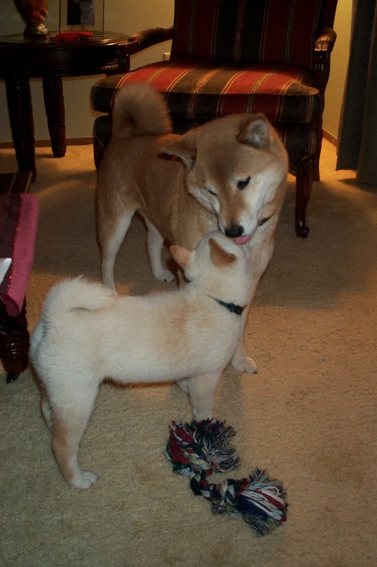 战局逆转：背水一战的精彩瞬间，逆战背水一战技能怎么用