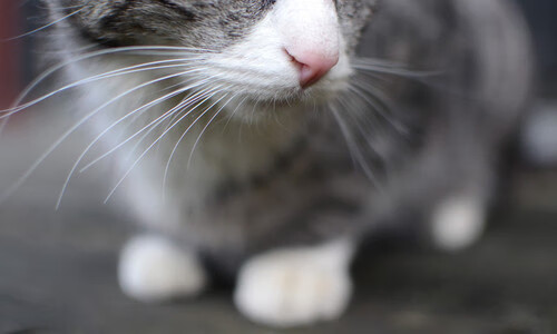 伊朗男足在巴黎奥运会上获得银牌，创历史，伊朗男足名单